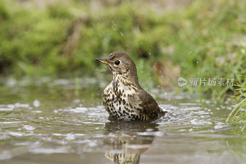 画眉症(Turdus philomelos)